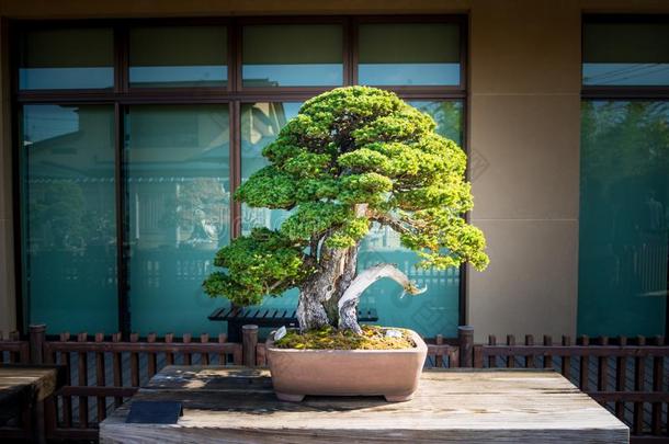 日本人盆景树采用奥米亚盆景村民