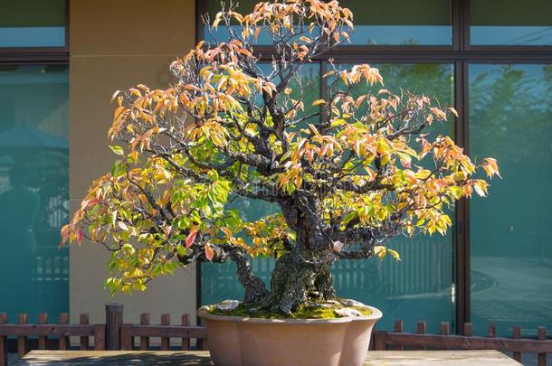 日本人杏盆景树采用奥米亚盆景村民
