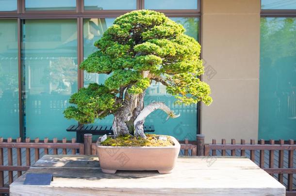 日本人盆景树采用奥米亚盆景村民