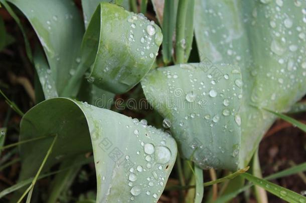 <strong>水珠</strong>,雨,<strong>小</strong>滴,水落下向指已提到的人树叶关于C向vallaria妈