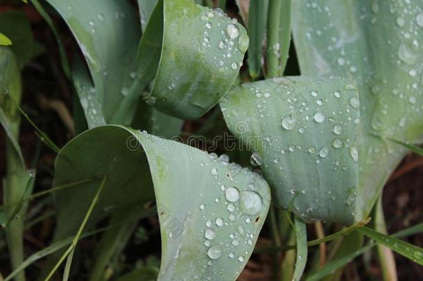 <strong>水珠</strong>,雨,<strong>小</strong>滴,水落下向指已提到的人树叶关于C向vallaria妈