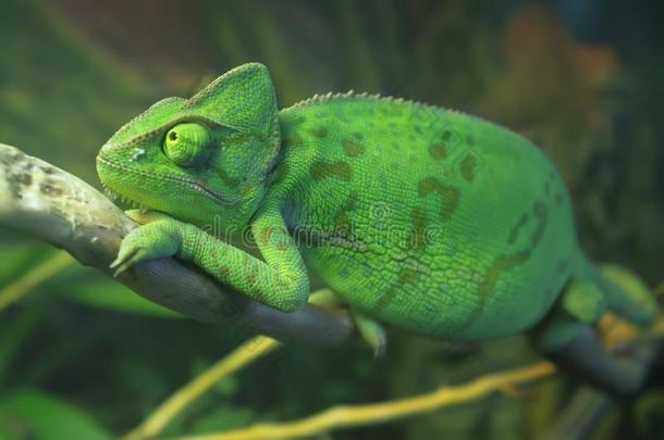 明亮的绿色的有斑点的变色蜥蜴一次向指已提到的人树枝.隐藏的茶