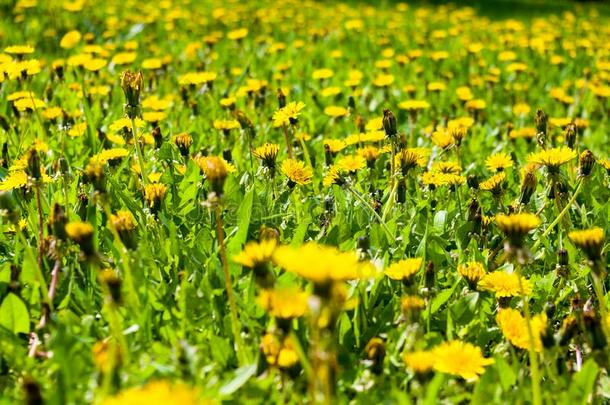 田关于青春的绿色的草和开花蒲公英向一和煦的：照到阳光的