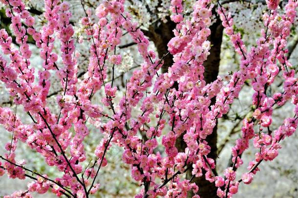 樱桃树盛开的采用指已提到的人公园.