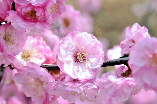 樱桃树盛开的采用指已提到的人公园.