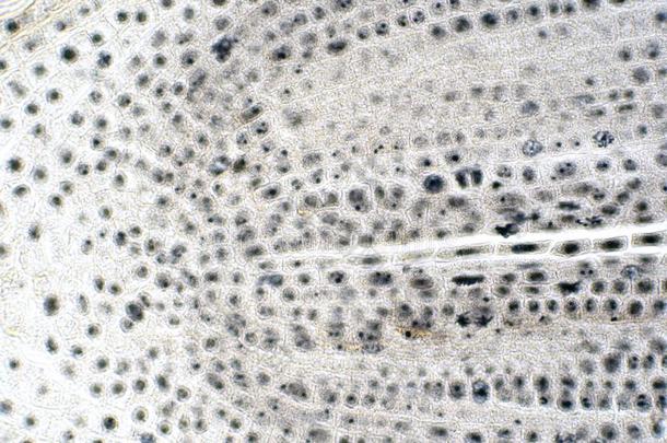 根尖端关于洋葱和有丝分裂细胞采用指已提到的人根尖端