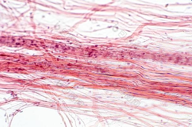 细隙的起连接作用的薄纸在下面指已提到的人显微镜看法