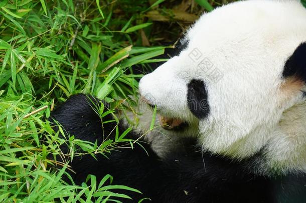 巨人熊猫熊吃竹子