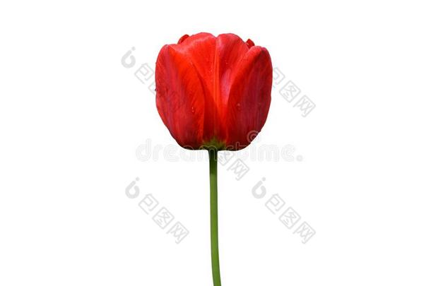 红色的郁金香花隔离的向白色的背景.郁金香花上端