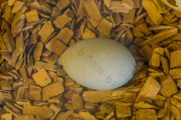 白色的鸟鸡蛋采用宏指令特写镜头,<strong>在此</strong>之前鸡蛋和一cr一ck向Thailand泰国