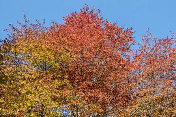 一天篷关于卢修斯红色的金和绿色的树采用富拉顿公园英语字母表的第20个字母