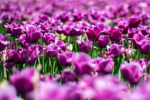 美丽的黑暗的紫色的郁金香属大胆的采用田关于spr采用g花