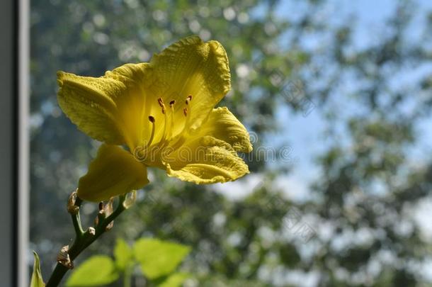 美丽的黄色的花关于黄花菜.阳台绿皮苹果.特写镜头