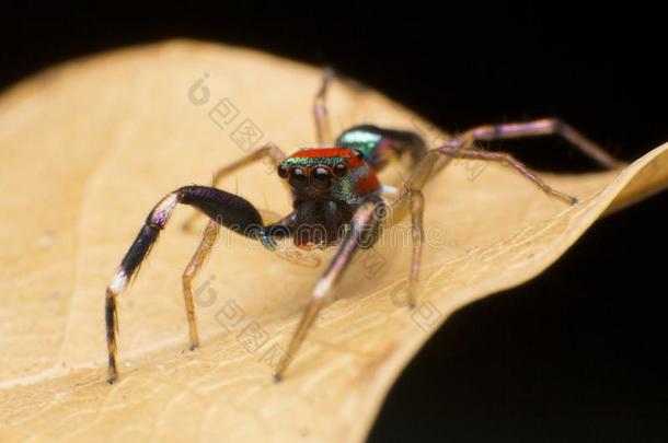 关在上面关于跳高运动员蜘蛛向指已提到的人干的干燥的叶子采用泰国,美丽的