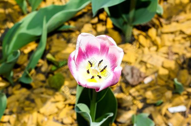 开花芽关于一郁金香采用m一crophotogr一phy