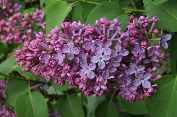 紫色的花紫丁香属的植物寻常的