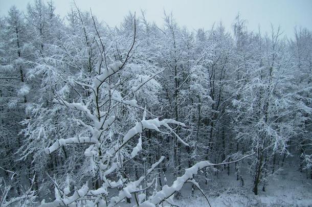 树大量的和雪.冬森林.