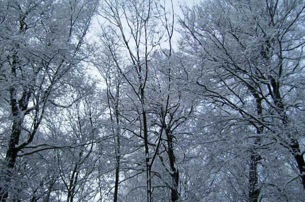 树大量的和雪.冬森林.