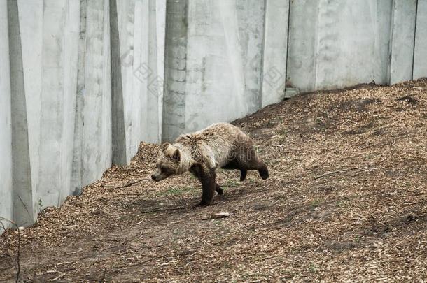 棕色的熊跑一起具体的墙