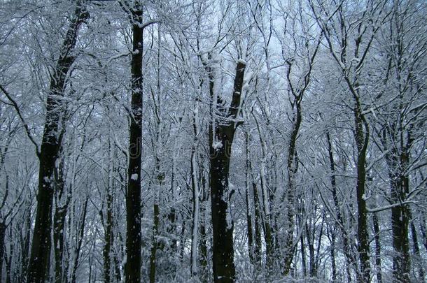 树大量的和雪.冬森林.