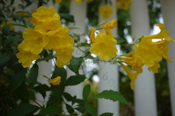 美丽的黄色的喇叭花是盛开的采用一新鲜的绿色的英语字母表的第7个字母