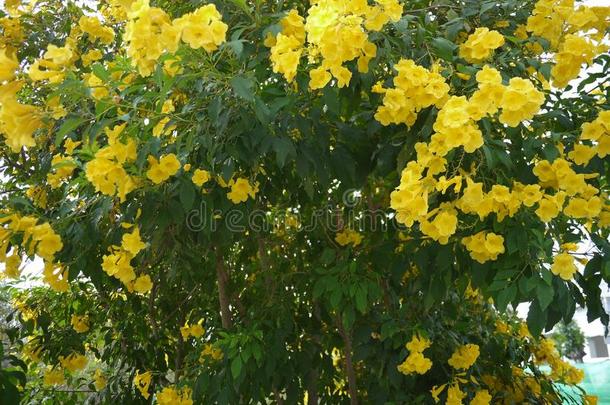 美丽的黄色的喇叭花是盛开的采用一新鲜的绿色的英语字母表的第7个字母