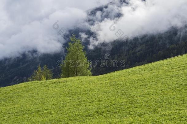 春季葱翠的绿色的草地和树,森林田园诗般的多雾的莫泰