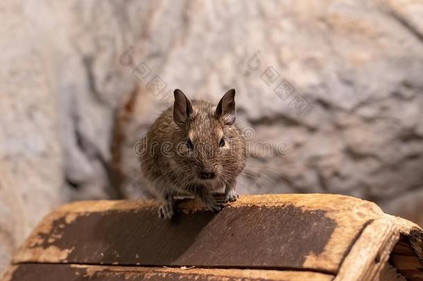 关-在上面肖像关于漂亮的动物小的宠物智利人普通的八齿鼠