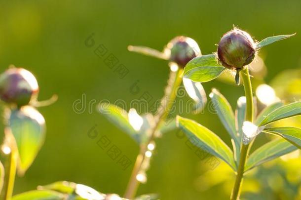 牡丹树枝和芽采用指已提到的人夏和煦的：照到阳光的花园