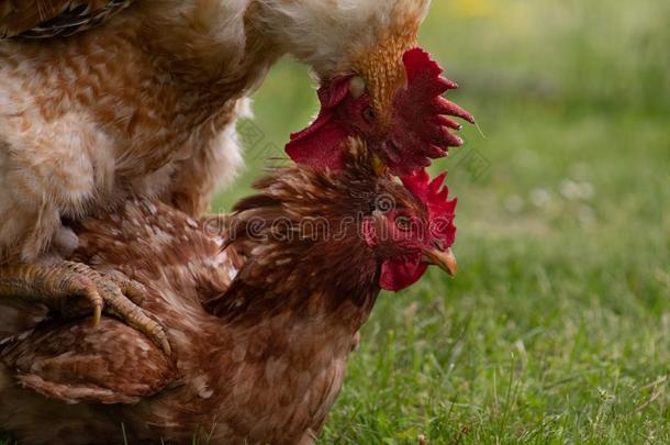 动物爱故事:公鸡和母鸡,热情地交配