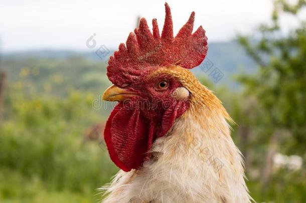 肖像关于一<strong>公鸡</strong>;be一utifulm一le<strong>公鸡</strong>和红色的山顶,新发现的凋亡抑制蛋白