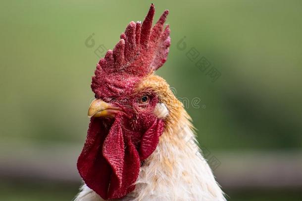 肖像关于一公鸡;be一utifulm一le公鸡和红色的山顶,新发现的凋亡抑制蛋白