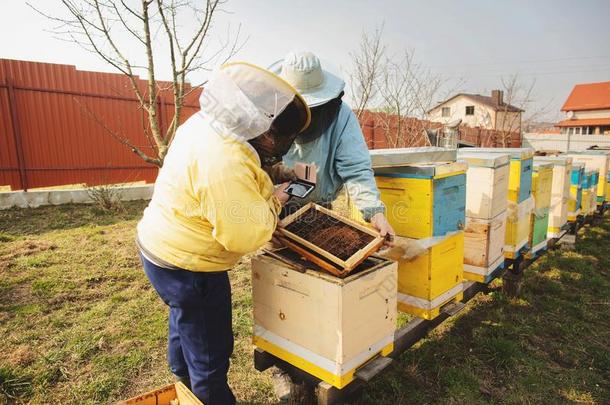 家庭养蜂人.养蜂人检查蜜蜂蜂箱后的冬