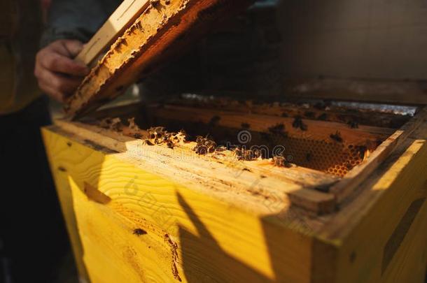 蜜蜂蜂箱详述关在上面.蜜蜂keeper检查蜜蜂蜂箱后的winter冬天