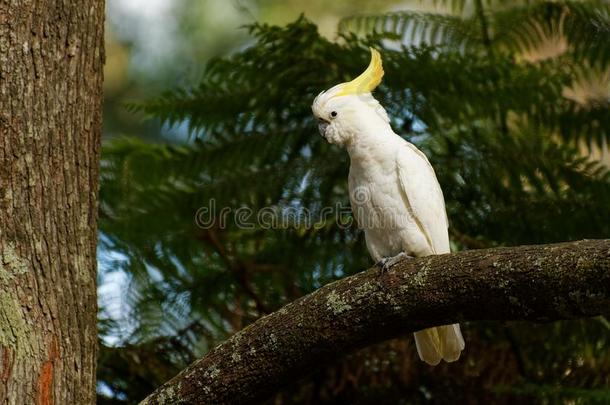 葵花鸟加丽塔-硫磺-有顶饰的美冠鹦鹉一次向指已提到的人布兰克