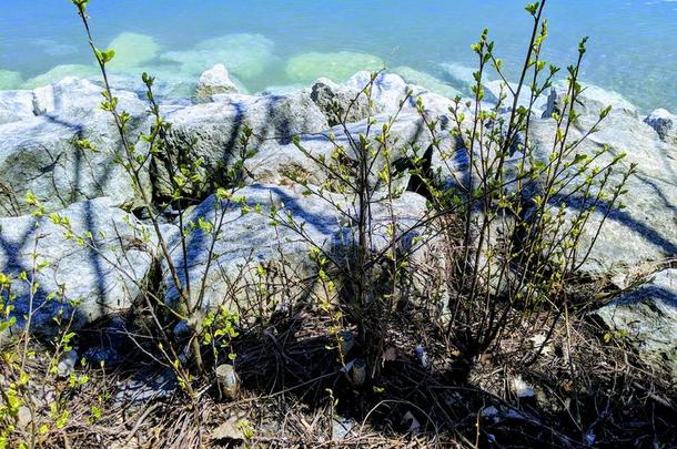 春季盛开的季节湖海滨跟踪自然加拿大
