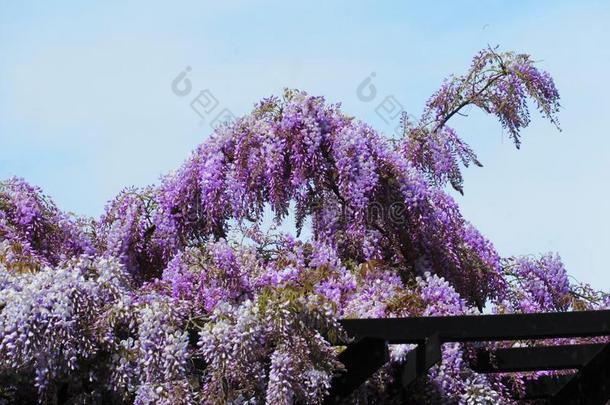 华丽的&有魅力的<strong>紫色</strong>的柴藤花花采用春季