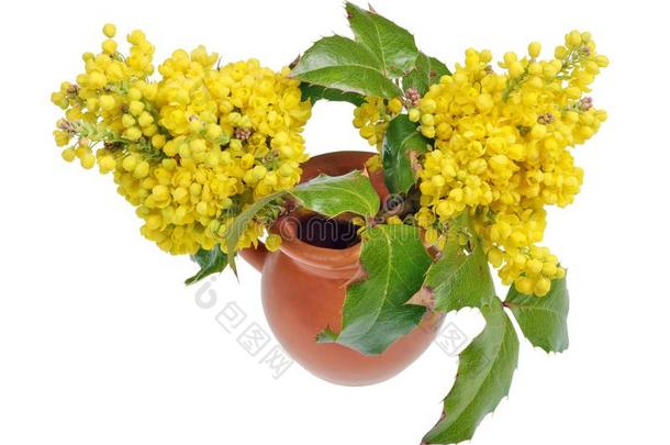 黄色的春季花关于一常绿植物冬青pl一t采用一cer一mic英语字母表的第10个字母
