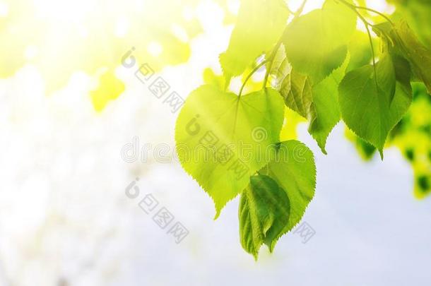 年幼的绿色的树叶关于菩提树淹没采用一sunsh采用e_