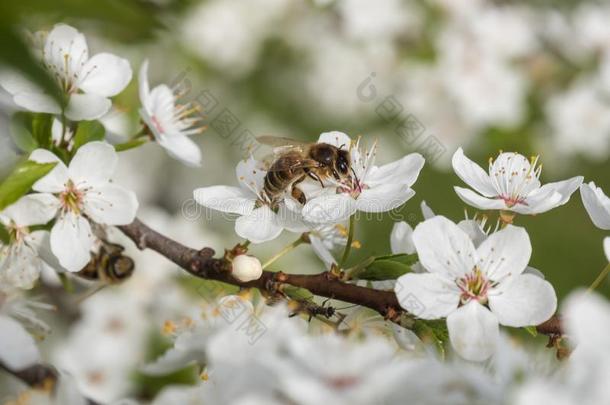 蜜蜂收集花蜜和花粉向白色的樱桃花