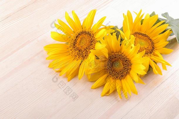 几个的美丽的黄色的向日葵和一le一f向一n一tur一l<strong>求爱</strong>