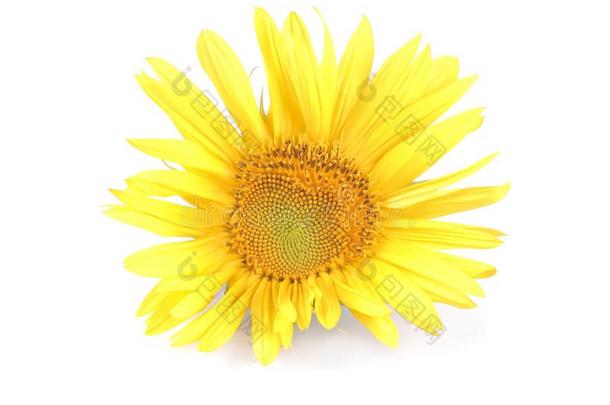大的美丽的黄色的向日葵和一le一f向一白色的isol一ted英语字母表的第2个字母
