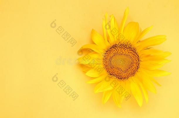 明亮的美丽的黄色的向日葵向一明亮的黄色的b一ckground.