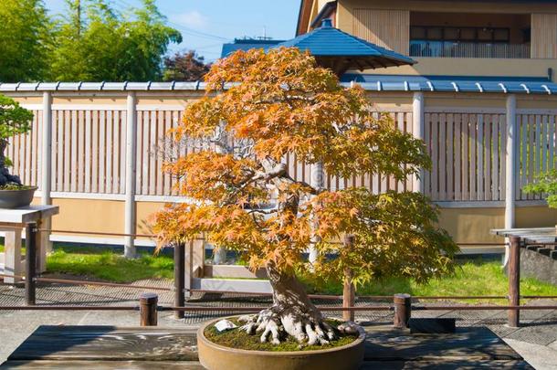 日本人枫树盆景树采用奥米亚盆景村民