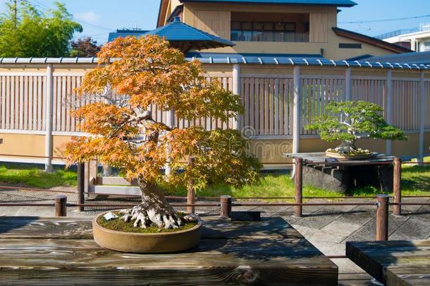 日本人枫树盆景树采用奥米亚盆景村民