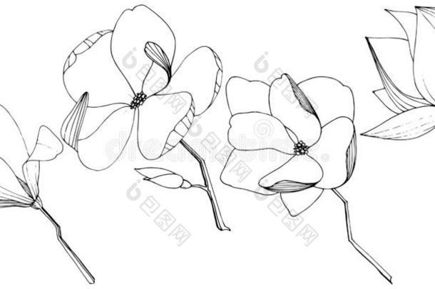 矢量木兰一种高级数据库用户语言植物学的花.黑的和白色的铭记