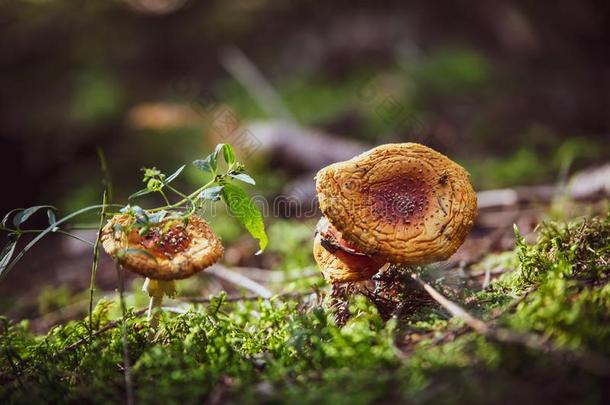 老的和枯萎的飞伞形毒菌向长满苔藓的地面,<strong>野生</strong>的飞蘑菇<strong>木耳</strong>