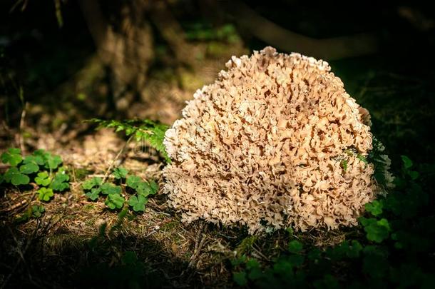=cauliflower真菌克里斯帕,物种关于森林真菌,可以吃的蘑菇