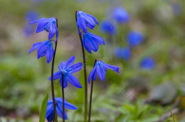 蓝色第一春季野生的花采用森林
