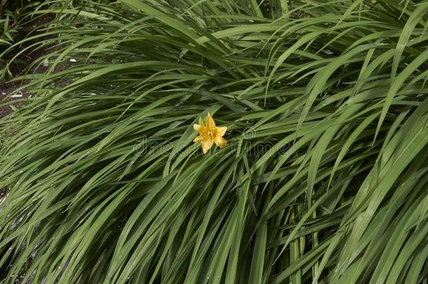 萱草属植物<strong>福娃</strong>采用花